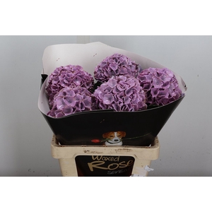 Wax Hydrangea Hydr Wax Milka