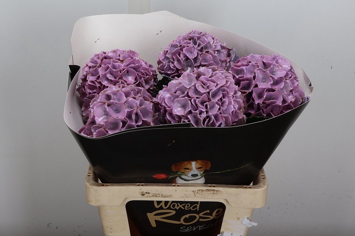 <h4>Wax Hydrangea Hydr Wax Milka</h4>