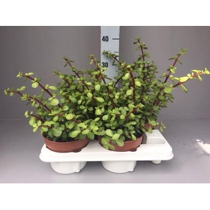 Portulacaria afra