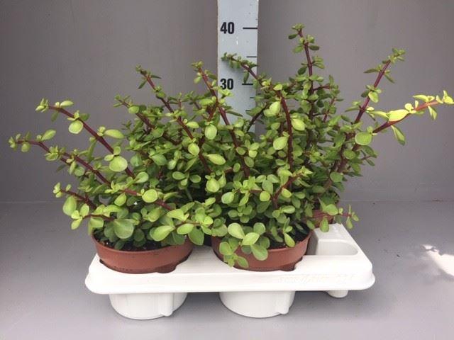 <h4>Portulacaria afra</h4>