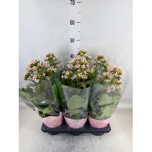 Kalanchoe blos. 'Feminine Pink'