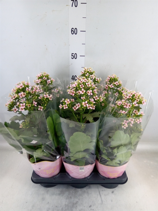<h4>Kalanchoe blos. 'Feminine Pink'</h4>