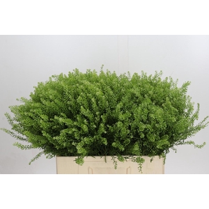 Lepidium Green Dragon