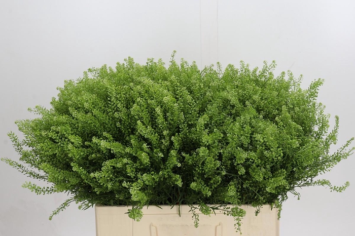 <h4>Lepidium Green Dragon</h4>