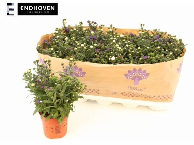 <h4>ASTE MY LADY GEM POT</h4>
