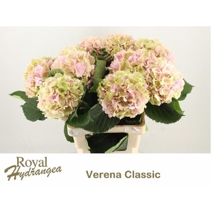 HYDR M CH VERENA CL