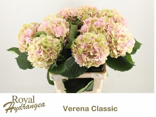 <h4>HYDR M CH VERENA CL</h4>