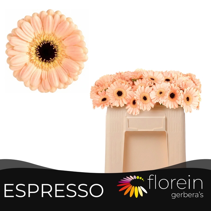 <h4>GE MI ESPRESSO</h4>