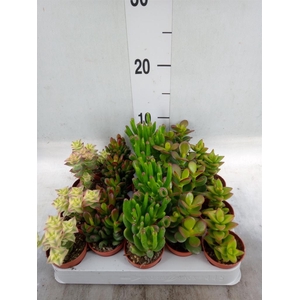 Crassula   ...mix