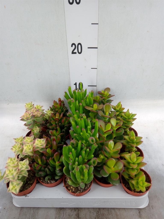 <h4>Crassula   ...mix</h4>