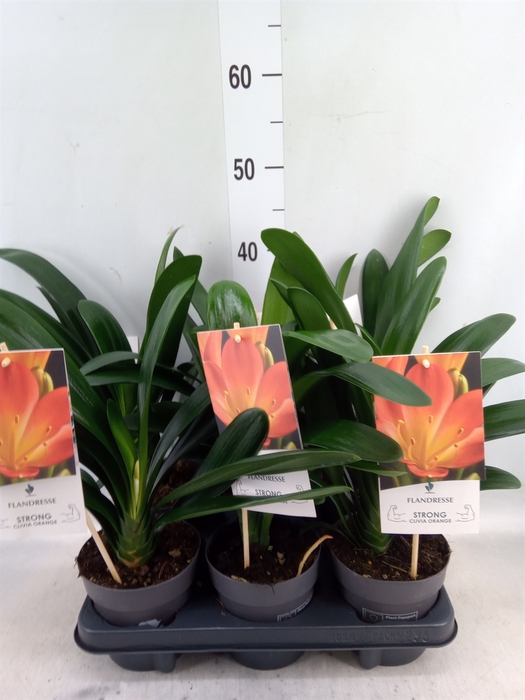 <h4>Clivia miniata</h4>