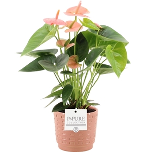 Anthurium Spirit in Pure Floor ceramics