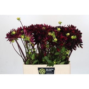 Dahlia Chat Noir