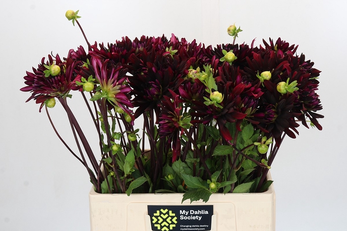 <h4>Dahlia Chat Noir</h4>