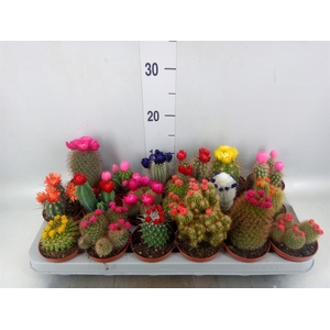 Cactus   ...decorated