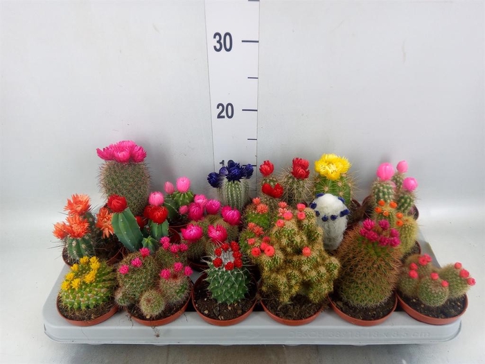<h4>Cactus   ...decorated</h4>