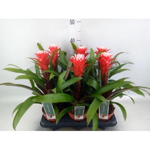 Guzmania  'Hope'
