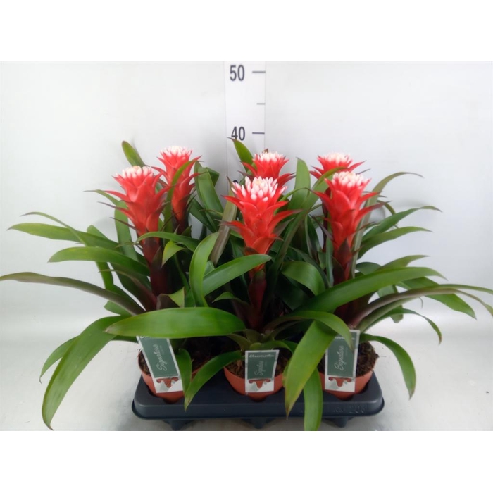 <h4>Guzmania  'Hope'</h4>