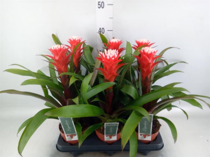 Guzmania  'Hope'