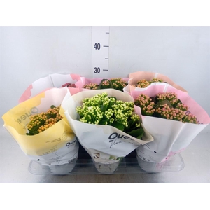 Kalanchoe blos.   ..rosebud mix GR
