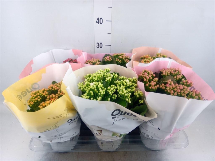 <h4>Kalanchoe blos.   ..rosebud mix GR</h4>