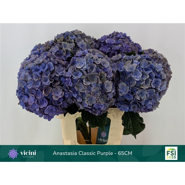 <h4>Anastasia Classic Purple - 65CM</h4>