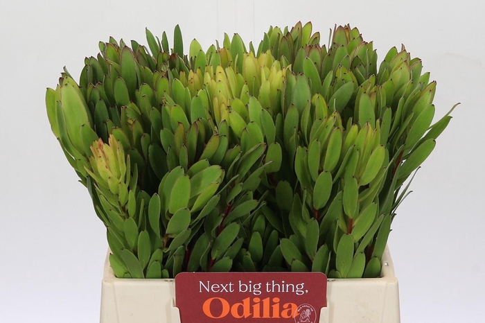 <h4>Leucadendron Goldstrike</h4>