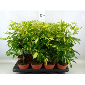 Schefflera arbor. 'Gerda'
