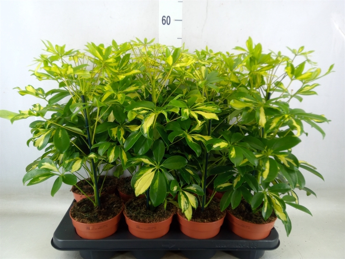 <h4>Schefflera arbor. 'Gerda'</h4>