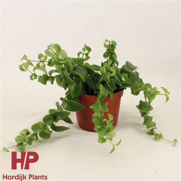 <h4>12 cm pot - Aeschynanthus Rasta</h4>