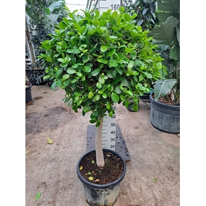 Ficus microcarpa 'Moclame'
