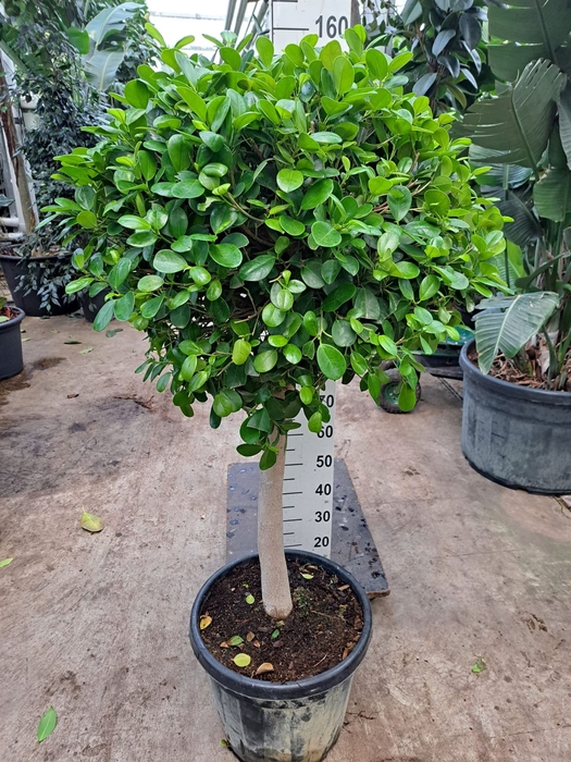 <h4>Ficus microcarpa 'Moclame'</h4>
