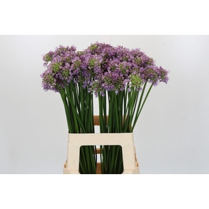 Allium senescens