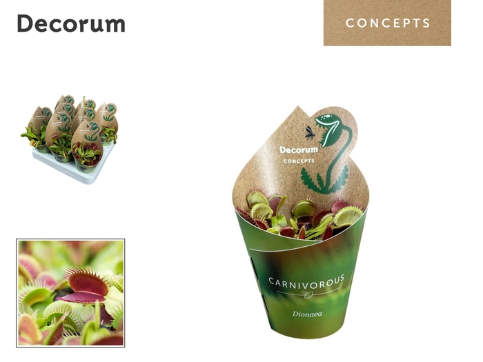 <h4>Dionaea Muscipula 8,5 cm in potcover (Decorum)</h4>