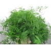 DEC PLUMOSUS