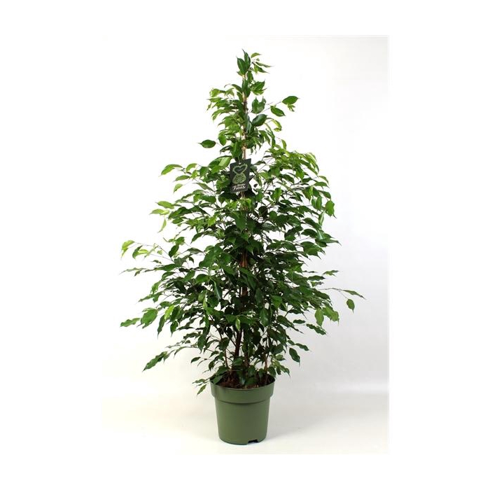 <h4>FICUS benjamina Exotica</h4>