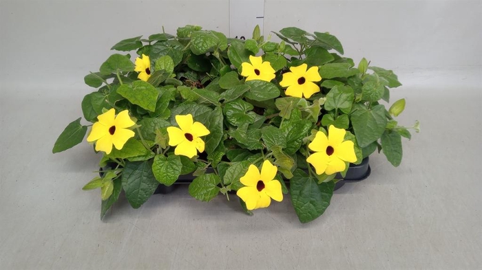 <h4>Thunbergia alata</h4>