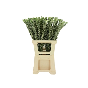 Euonymus Japonicus 'white Spire'