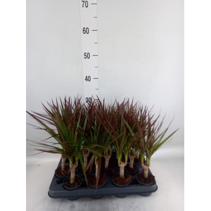 Dracaena marg. 'Magenta'