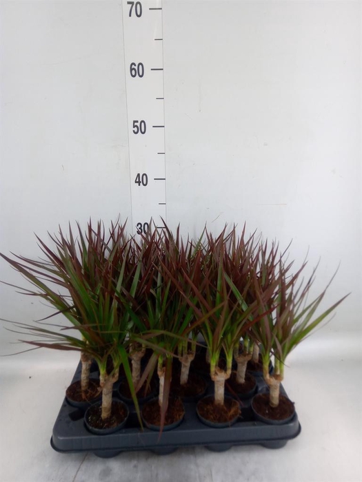 <h4>Dracaena marg. 'Magenta'</h4>