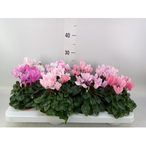 Cyclamen KL   ...