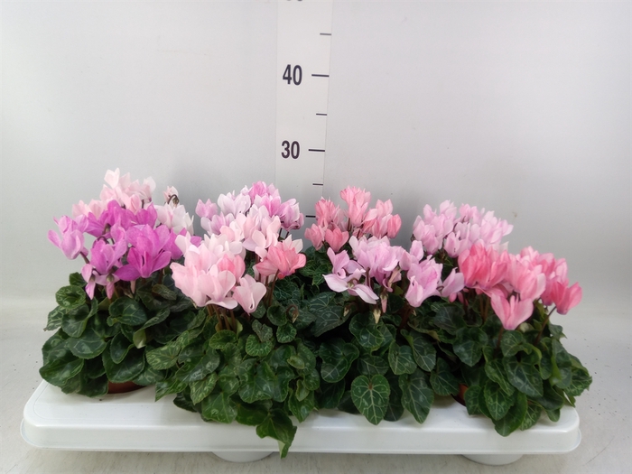 <h4>Cyclamen KL   ...</h4>