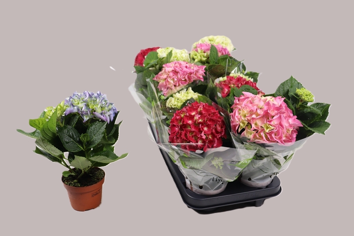 <h4>HYDR M GEM</h4>