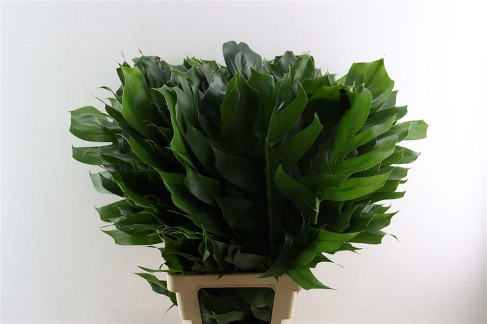 <h4>Monstera Xl</h4>