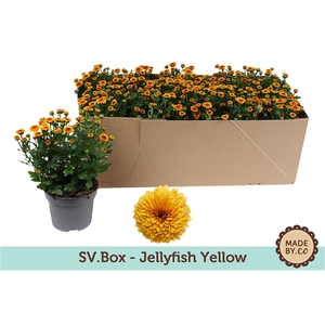 Chrysant Jellyfish Yellow in SV.Box