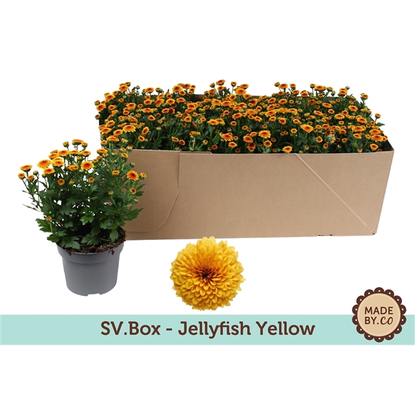 <h4>Chrysant Jellyfish Yellow in SV.Box</h4>