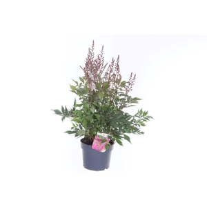 Astilbe japonica Mainz