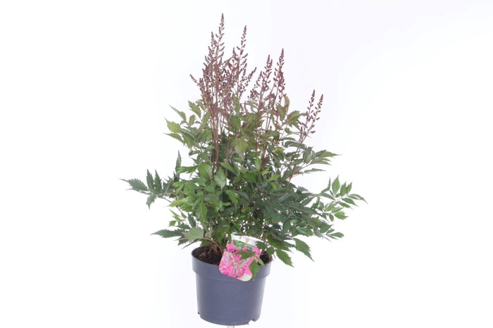 <h4>Astilbe japonica Mainz</h4>