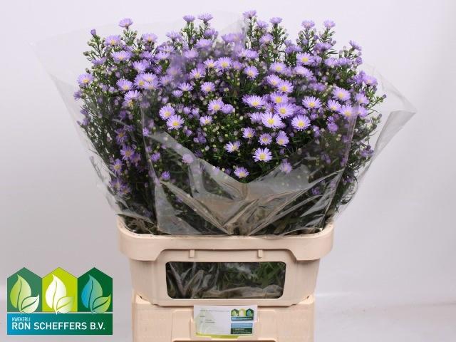 <h4>AST CASSANDRA</h4>