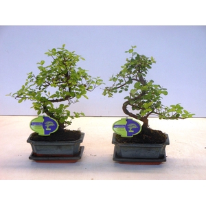 Sageretia theezans, 15cm., shape, with drip tray